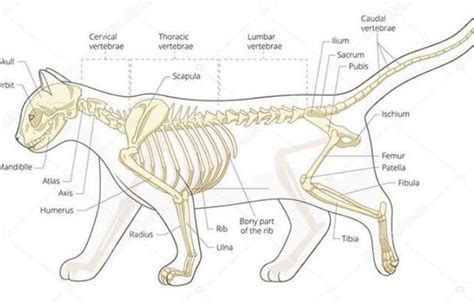 Cat Anatomy - Cats bone structure, Importance of Whiskers, Claws of Cats