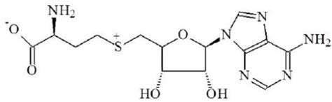 S Adenosylmethionine Download Scientific Diagram