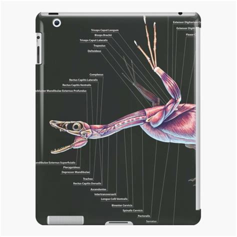 Microraptor Gui Muscle Study IPad Case Skin By Thedragonofdoom