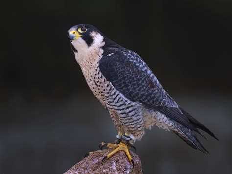 A Peregrine Falcons Power To Migrate May Lie In Its Dna Popular Science