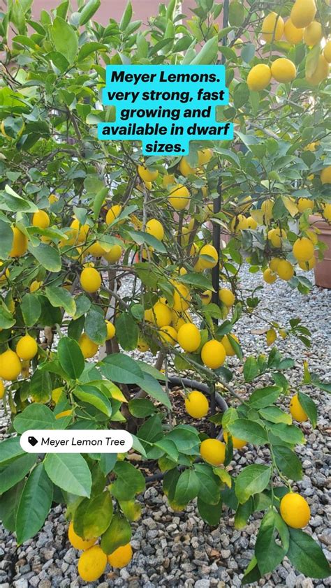 6 Easy To Grow Fruits Trees For Your Home Fruit Trees Growing Fruit Growing Fruit Trees