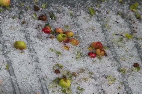 Il Maltempo Travolge L Agricoltura Danni A Frutteti Vigneti E Campi