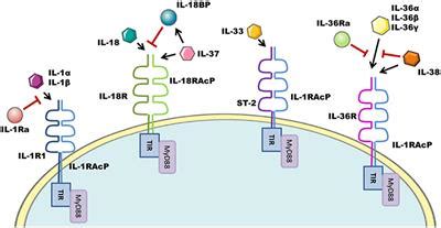 Frontiers | IL-1 Family Cytokine Regulation of Vascular Permeability and Angiogenesis