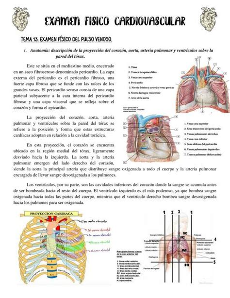 Examen físico cardiovascular Eliana uDocz