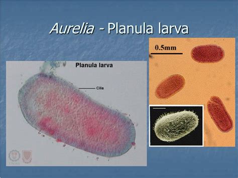 PPT - PHYLUM: CNIDARIA PowerPoint Presentation, free download - ID:4554168