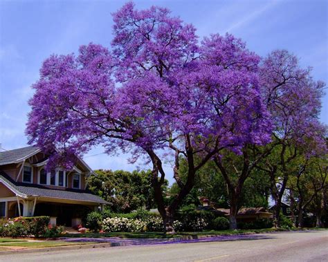 Jacaranda Tree