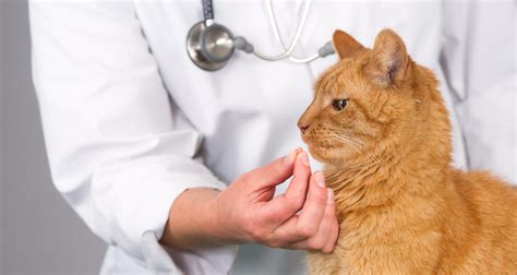 Worms In Cats: Intestinal Parasitic Infestation - PetlifeUS