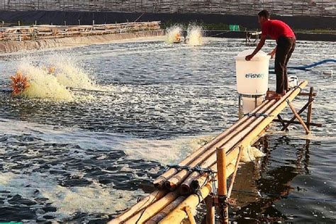 EFishery Targetkan Rehabilitasi Lahan Mangrove Hingga 100 Ribu Hektare