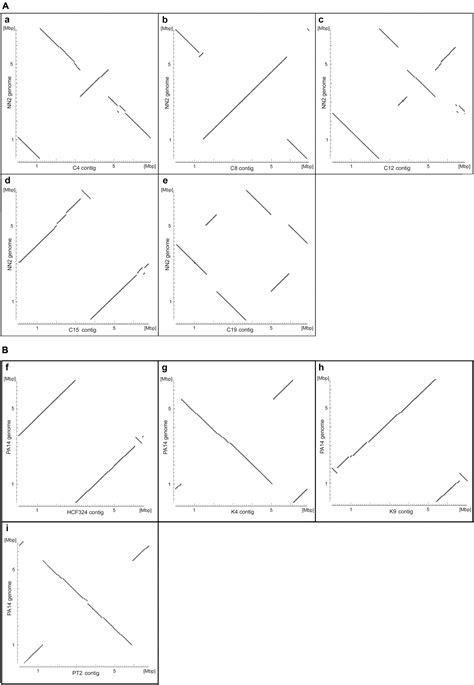 Frontiers Structural Genome Variants Of Pseudomonas Aeruginosa Clone C And Pa14 Strains