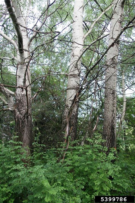 White Poplar Populus Alba