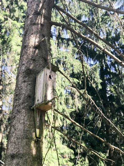 A Small Wooden Birdhouse, a House for Birds from Planks of Self-made Hanging High on a Pine Tree ...