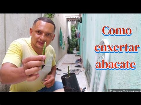 Como Enxertar Abacate Fenda Cheia Ou Garfagem YouTube