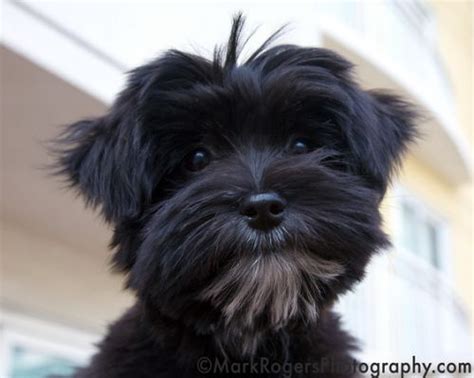 Lexington, the Maltese Yorkie Mix | Cortes de pelo de perros, Mascotas ...