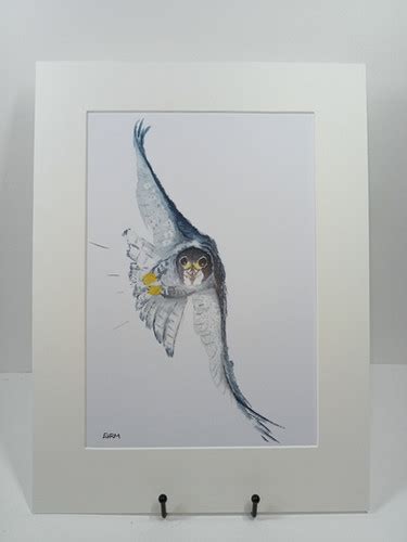 Mounted Peregrine Falcon Print Wildlife Watercolour