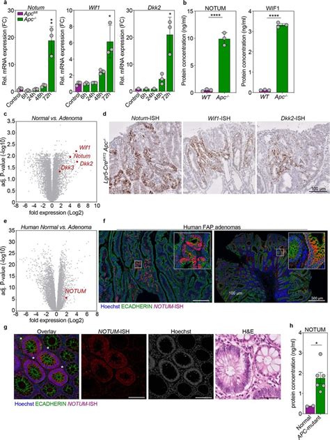 Apc Mutant Cells Secrete Wnt Antagonists A MRNA Expression Of Wnt