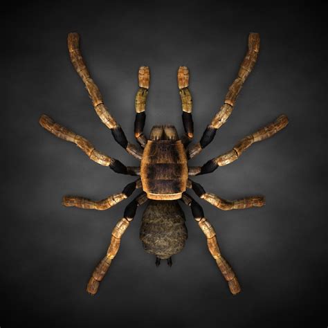 Premium Photo | Tarantula spider close-up. 3d illustration