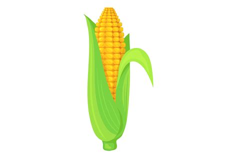 Corn Cob In Green Leaves Cartoon Maize Graphic By Smartstartstocker