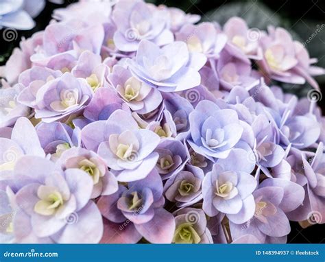 Macro Detail Of Hydrangea Named Stock Image Image Of Greeting Bloom