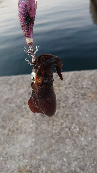 新子調査 兵庫県瀬戸内海側 神戸西部 エギング アオリイカ 陸っぱり 釣り・魚釣り 釣果情報サイト カンパリ