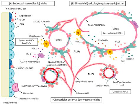 Ijms Free Full Text Mesenchymal Stem And Progenitor Cells In Normal