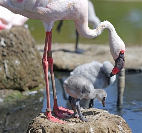 Pictures and information on Lesser Flamingo