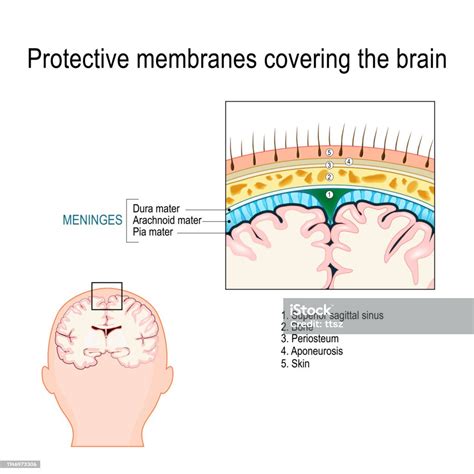 Protective Membranes Covering The Brain Stock Illustration Download Image Now Meninges