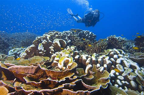 Diving Tioman Island The Jewel In The Malaysian Crown