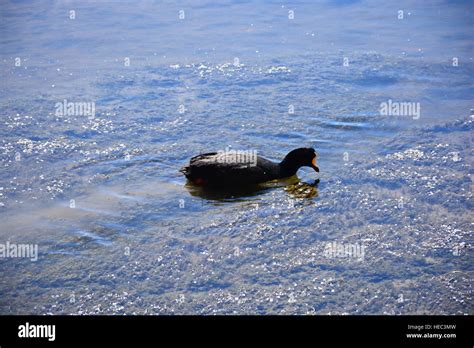 Birds in Atacama desert Chile Stock Photo - Alamy