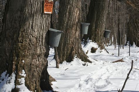 Identifying Maples For Backyard Sugaring Four Season Foraging