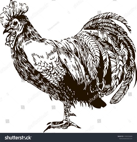 Realistic Hand Drawn Vector Picture Rooster Stock Vector (Royalty Free ...