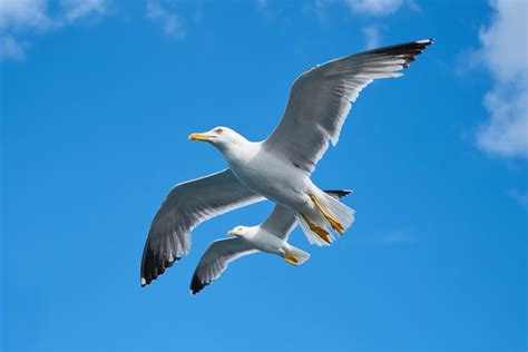 Gull Flying