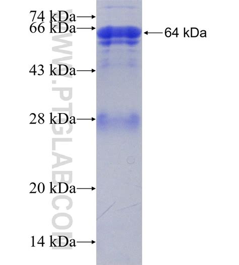 ehd fusion protein ag proteintech