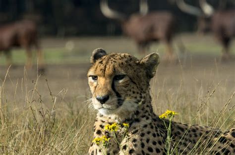 80 Free Cheeta And Cheetahs Images Pixabay