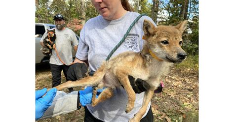 Humane Society Of Missouris Animal Cruelty Task Force Rescues 43