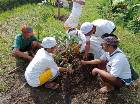 Persembahyangan Rahina Tumpek Wariga Dan Penanaman Bibit Durian Bersama