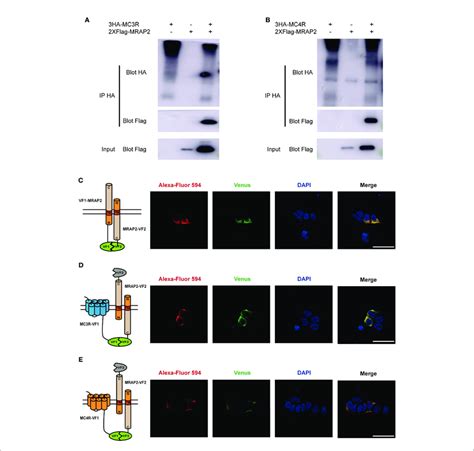 Interaction And Co Localization Of Axolotl Mc3r Mc4r And Mrap2 In Download Scientific Diagram