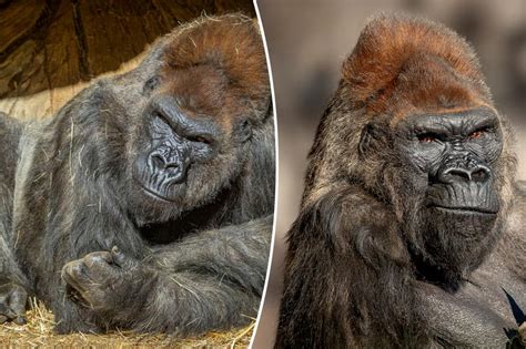 One Of The Worlds Oldest Gorillas Dies In California Zoo 20 Years