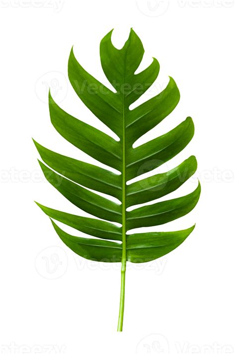 Tropical Jungle Monstera Leaves Isolated On Transparent Background Png