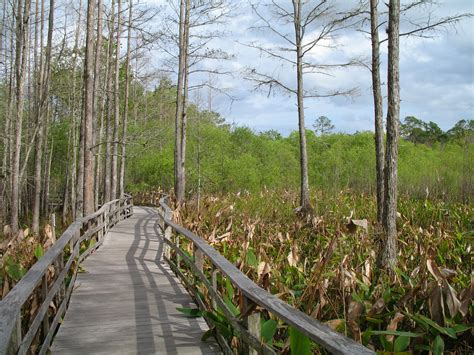 Everglades National Park Wallpapers Wallpaper Cave