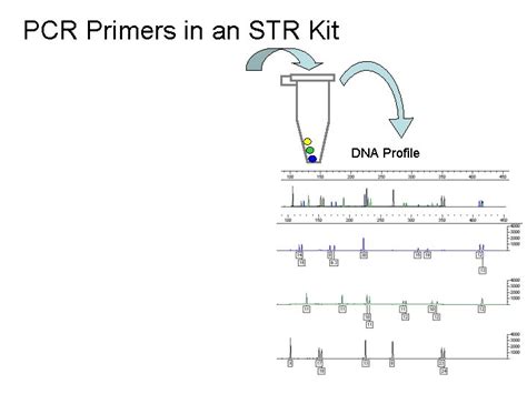 Chapter 8 STR Markers Fundamentals of Forensic DNA