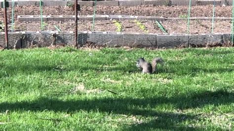 Mother Squirrel Rescues Baby From Raven Viralhog Youtube