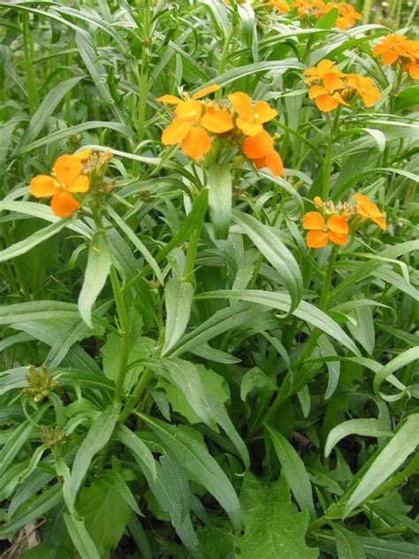 Siberian Wallflower Erysimum Marshallii Growing Guides