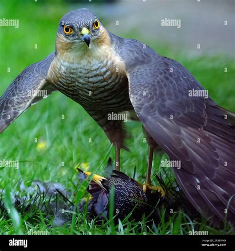 The Eurasian Sparrowhawk Also Known As The Northern Sparrowhawk Or