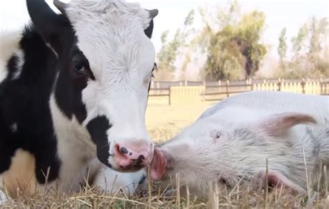 Video Precious Rescued Pig And Cow Are Best Of Friends Chooseveg