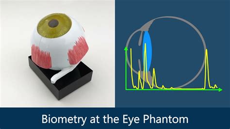 Biometry At The Eye Phantom Ultrasound Diagnostics In Ophthalmology