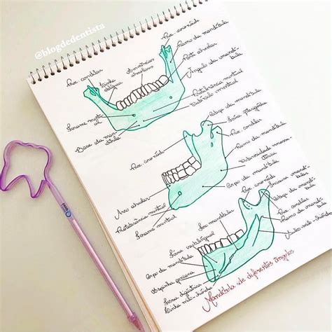 Odonto em Prática no Instagram Mandíbula em diferentes ângulos via