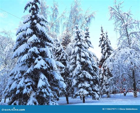 Fondo De Los árboles Y De Los Pinos Nevado Con El Cielo Azul Paisaje