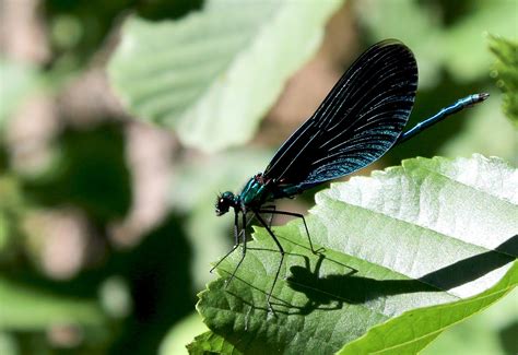 Dragonfly Azul Insecto Foto Gratis En Pixabay Pixabay