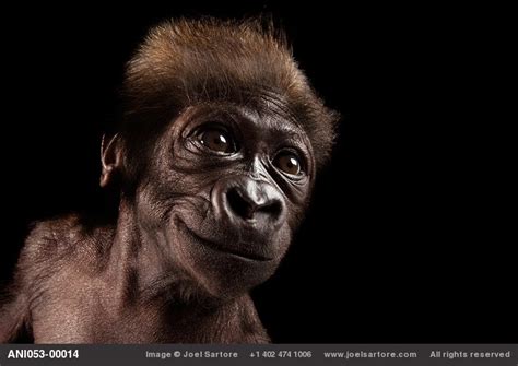 New To Our Network National Geographic Photographer And Speaker Joel