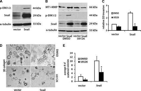 Erk Mediates Snail Induced Mt Mmp Expression And Collagen Invasion